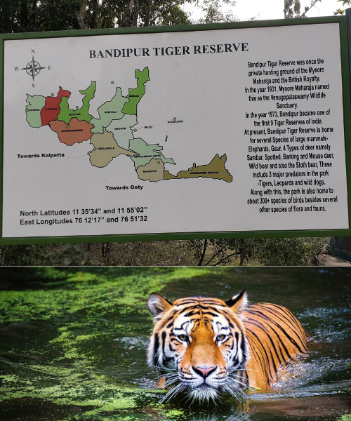 Bandipur National Park