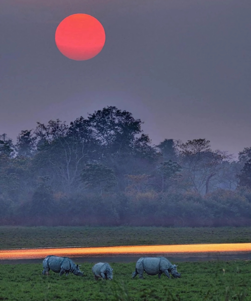 Kaziranga National Park (Assam)