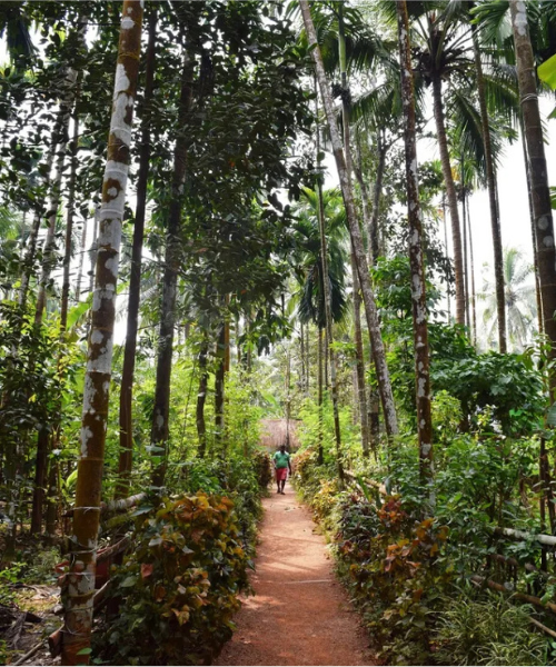 Spice Plantations