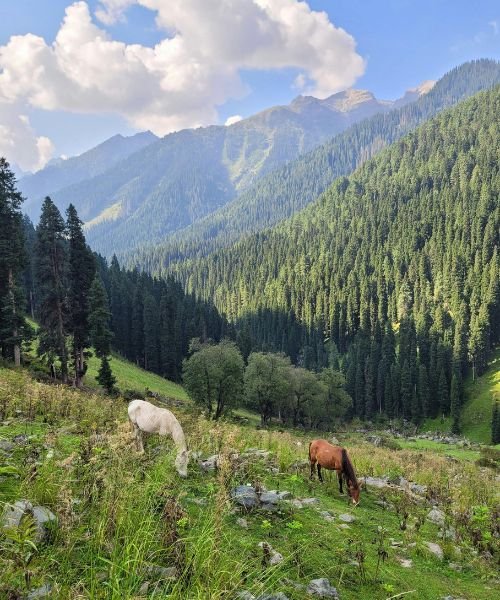 Pahalgam tour packages